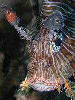 Pterois volitans