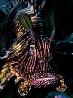 Pterois russeli