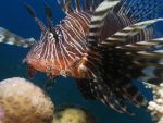 Pterois miles