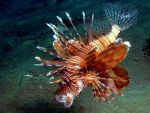 Pterois miles