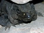 Tm vude narazte na jetery (Iguana iguana).