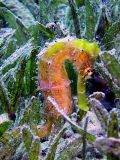 Sea horse Hippocampus suezensis, size 4 cm, Egypt