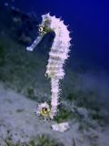 Samice  Hippocampus jayakari, velikost 4 cm, Egypt