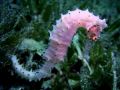 Hippocampus jayakari, size 6 cm, Egypt