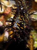 Eggs between fins of female ghost pipefish Solenostomus paradoxus. Sulawesi