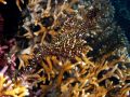 Ghost pipefish Solenostomus paradoxus, size 5 cm, Sulawesi