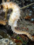 Hippocampus histrix, velikost 5 cm, Sulawesi