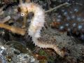 Hippocampus histrix, size 7 cm, Sulawesi