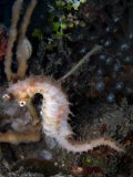 Hippocampus histrix, velikost 7 cm, Sulawesi