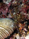 Solenostomus paradoxus, size 4 cm, Sulawesi