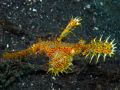 Female ghost pipefish Solenostomus paradoxus, size 5 cm, Sulawesi