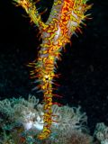 Ghost pipefish Solenostomus paradoxus, size 4 cm, Sulawesi