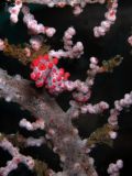 Pygmy konek Hippocampus bargibanti, velikost 1 cm, Sulawesi