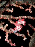 Pygmy konek Hippocampus bargibanti, velikost 2 cm, Sulawesi