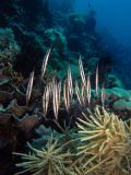 Shrimpfish Centriscus scutatus, size 10 cm, Sulawesi