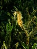 Hippocampus jayakari, velikost 7 cm, Egypt