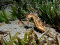 Samec Hippocampus jayakari, velikost 6 cm, Egypt