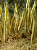 Shrimpfishes Aeoliscus punctulatus, size 5 cm, Egypt