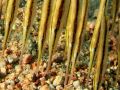 Shrimpfish Aeoliscus punctulatus, size 10 cm, Egypt