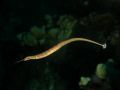 Pipefish Corythoichtys schultzi, size 4 cm, Egypt