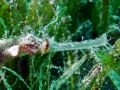 Pipefish Halicampus macrorhynus, size 15 cm, Egypt