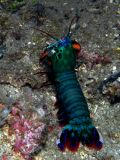 Odontodactylus scyllarus