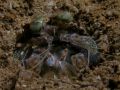 Lysiosquillina lisa