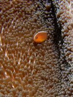 Amphiprion akallopisos