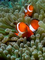 Amphiprion ocellaris