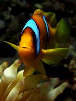 Amphiprion bicinctus