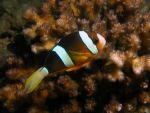 Amphiprion clarkii