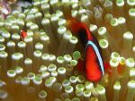 Amphiprion melanocercus